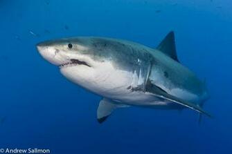 Url Kootation Plastic Great White Shark Html