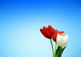 Spring Background Wallpaper For Powerpoint