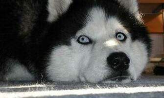 Bigger Husky Dog Wallpaper For Android Screenshot