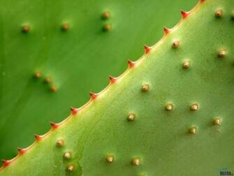 Wallpaper 3d Top Ten Beaches Friends Cactus