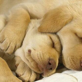 Sleeping Dogs HD Wallpaper