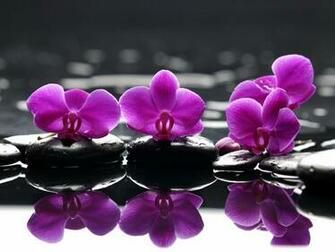 Spa Wallpaper Purple Flowers Stones Flower Droplets