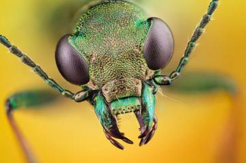 HD Insect Wallpaper Top Background