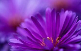Desktop Wallpaper Of Purple Daisy Computer