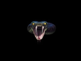 Cobra Snake Wallpaper High Definition Cool