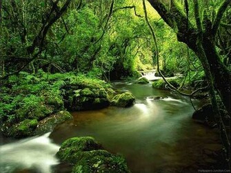 Forest Wallpaper