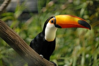 Toucan Wallpaper HD Desktop Background