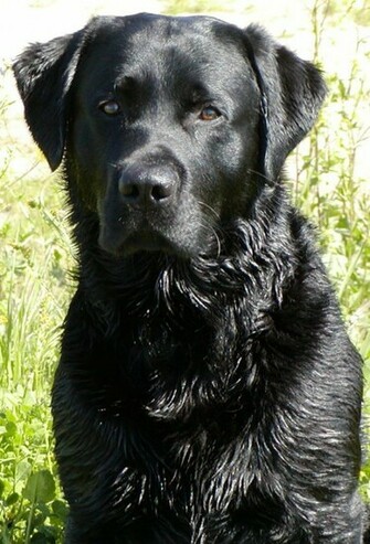 Wallpaper Black Lab Dogs