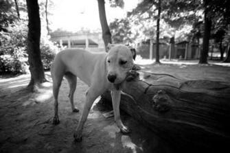Dogo Argentino Wallpaper HD