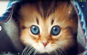 Cute Cats Live Wallpaper Android Apps On Google Play
