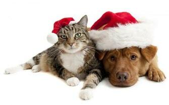 Christmas Cat Wallpaper Grasscloth