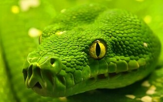 White Snake Sharp Eye Wallpaper HD Mouth