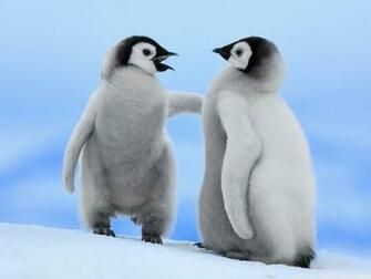 Baby Penguins 4k HD Desktop Wallpaper For Ultra Tv