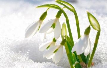 Wallpaper Snow Flowers Petals Snowdrops Image For Desktop