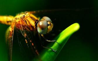 Wallpaper Dragonfly