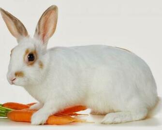 Rabbit Wallpaper HD Beautiful Desktop