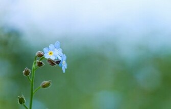 Wallpaper And Screensavers Flowers Android