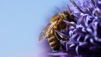 Honey Bee HD Wallpaper Desktop 4k Image
