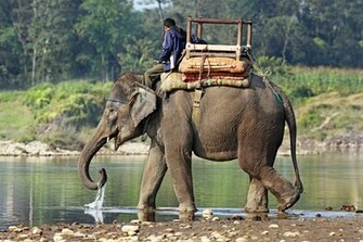Description Indian Elephant Jpg