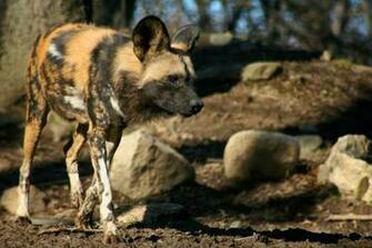 African Wild Dog Wallpaper Background