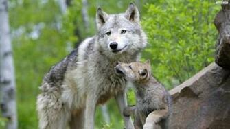 Baby Wolf Wallpaper