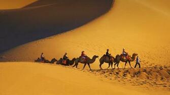 Camel Wallpaper HD Pictures One