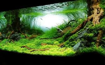 Planted Aquarium Aquascape Background Fish
