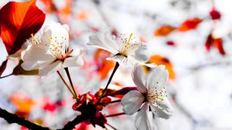 Spring Flowers Wallpaper