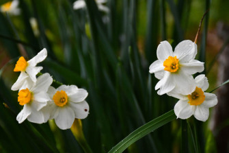 Primrose Peerless Is Blooming Meristem