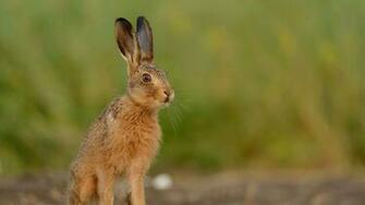 Hare Wallpaper