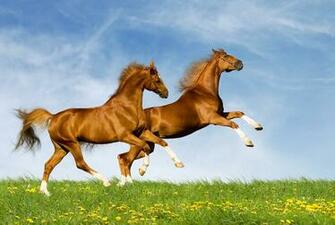 Rushing Horses X Animals Photography Miriadna