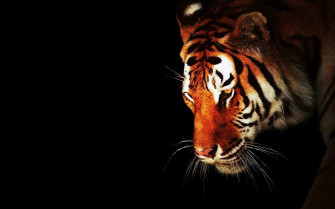 Tiger Full HD Wallpaper And Image