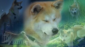 Akita Wallpaper Fun Animals Wiki Videos Pictures Stories