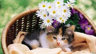 Cat And Flower In Basket Wallpaper Hq Background HD