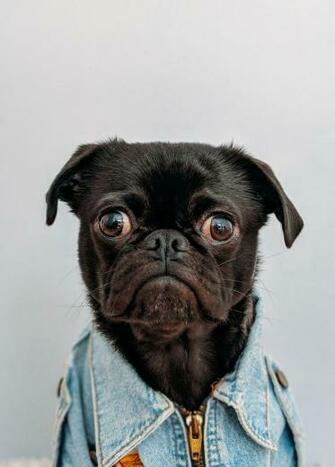 Black Pug Pictures Image