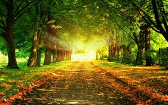 Sunlight Background Wallpaper High Definition Quality
