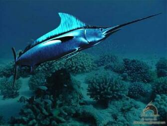 Wallpaper Image Marlin Nature 3d Digital Art Marine Ocean Maritime