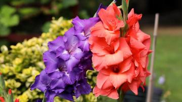 Summer Blooming Bulbs To Plant Now In Houston Plants For All