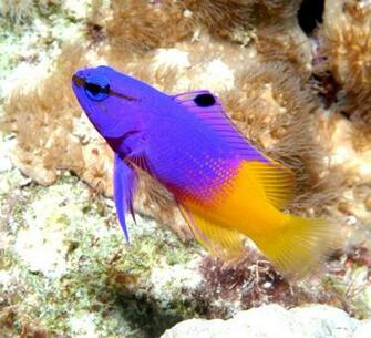 Salt Water Fish Wallpaper