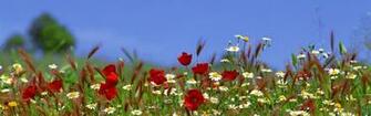 Flowers Landscape Wallpaper Field