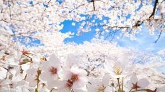 Cherry Blossom Wallpaper HD