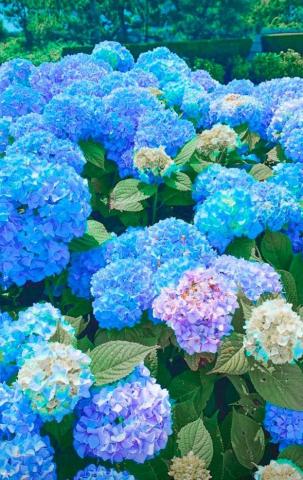 Zoewal16 Planting Hydrangeas Hydrangea Garden