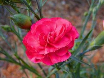 Pink Carnation Wallpaper
