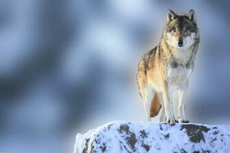 Arctic Wolf Watching Bestwallsite