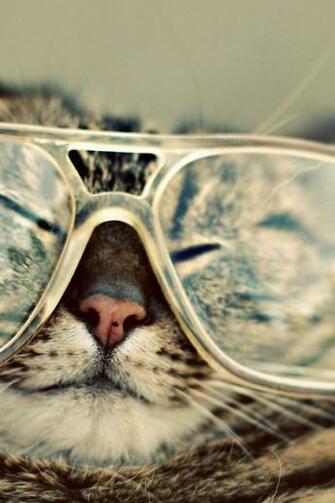 Funny Cat iPhone Wallpaper
