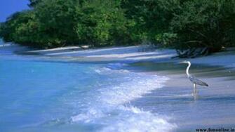 Image Nature Beach Scenes Pc Android iPhone And iPad Wallpaper