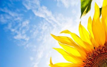 Sunflower Wallpaper Widescreen Is Cool Desktop