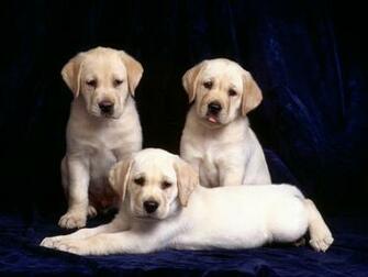 Labrador Puppies Re And Pictures