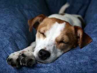 Jack Russell Terrier Wallpaper