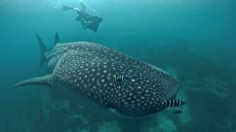 Wildlife Safari Holidays Natural World Safaris